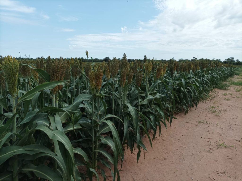 cropsc13bb5bb-28a6-4ca9-bf5c-b4e4d98c6cfc