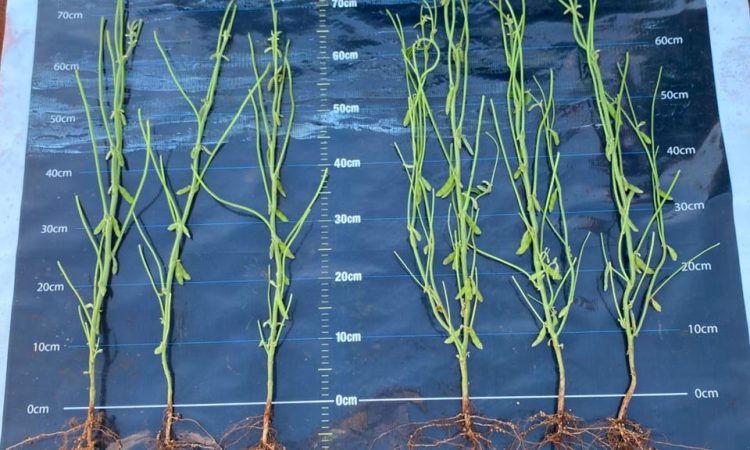 WhatsApp Image 2025-12-20 at 7.50.28 AM (1)